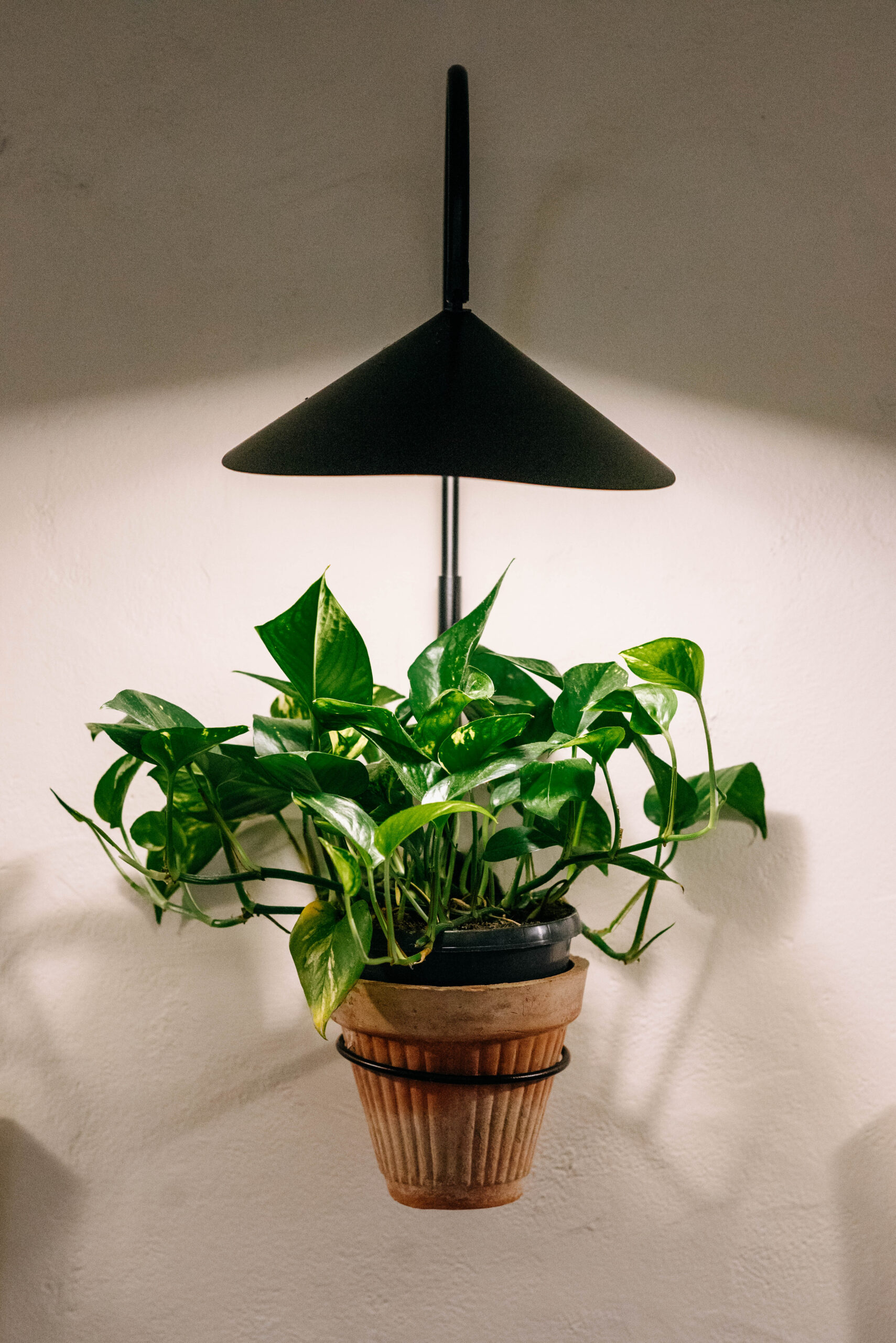 Lucin Kantun Dubrovnik